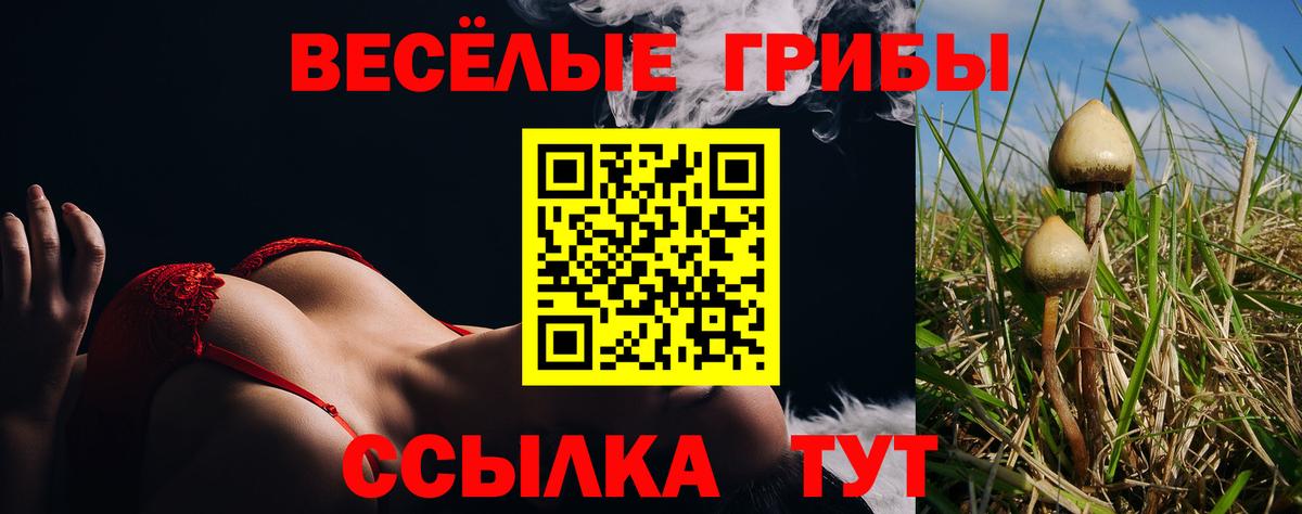 Лыткарино  Псилоцибиновые грибы Psilocybine cubensis  Вход с VPN 